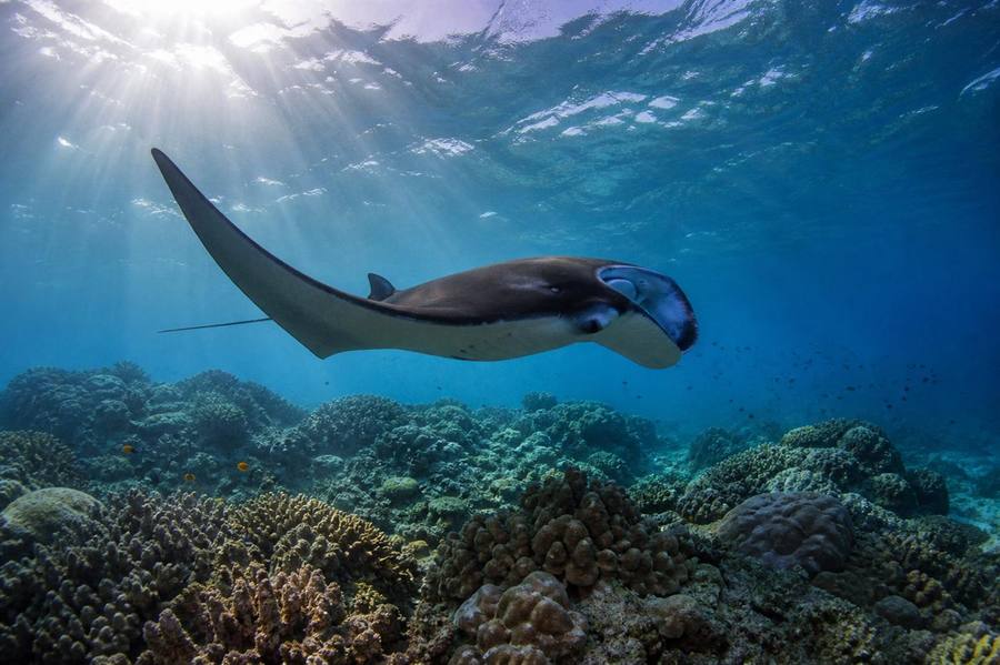 Buceo durante el crucero privado por Komodo